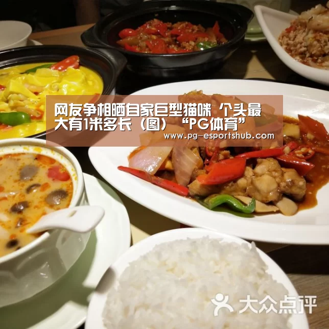 网友争相晒自家巨型猫咪 个头最大有1米多长(图)“PG体育”(图3) PG体育